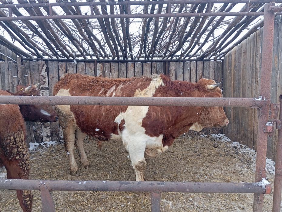 Продам Быка симментал