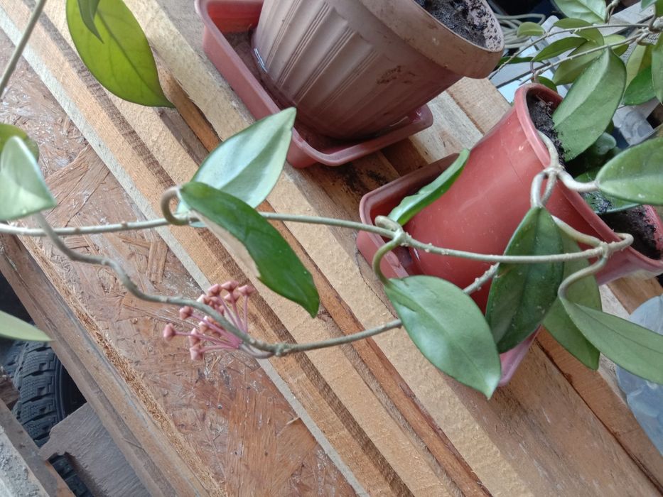 Хоиа цветущая,молодая