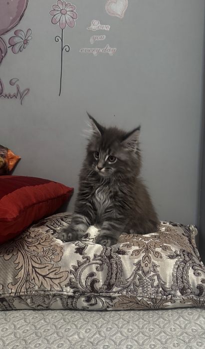 Котята породы мейн-кун