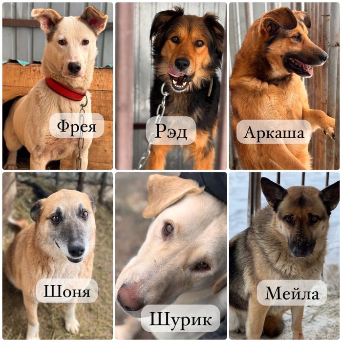 Собаки ищут семью