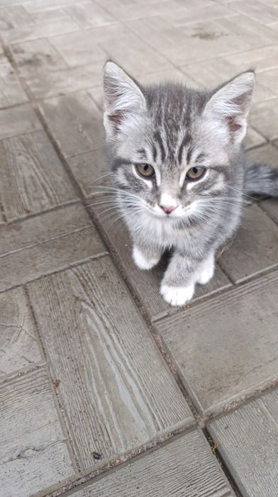 Отдам котят в добрые руки
