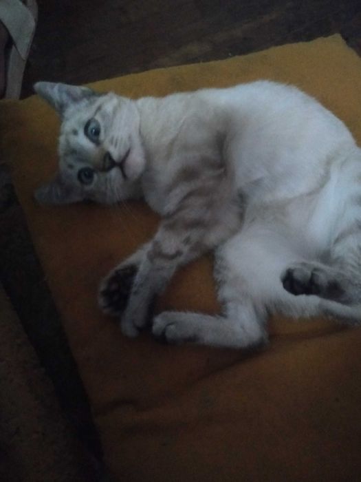 Отдам котенка ,девочку.