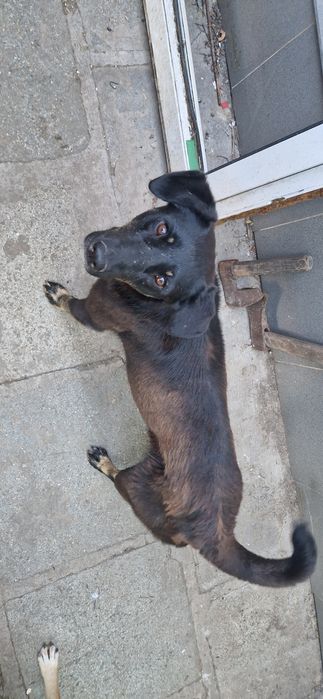 Cățele Adopție!!