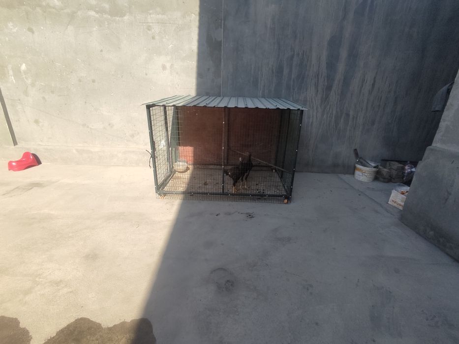 Kafas sotiladi yangi qilingan