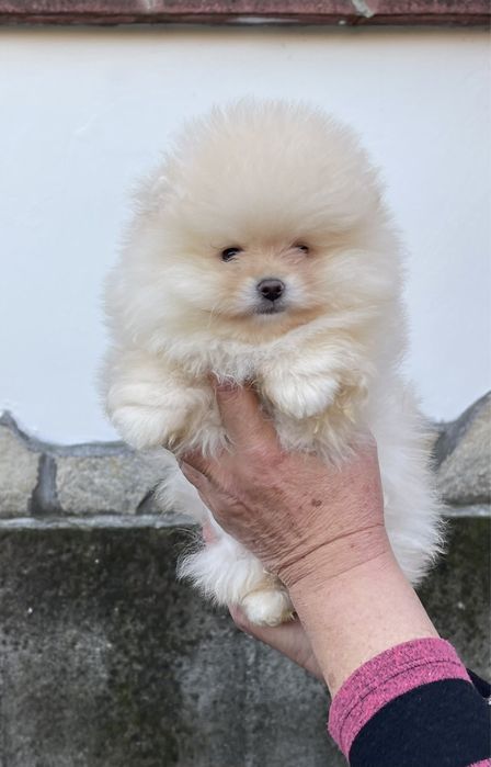 Померан Мини