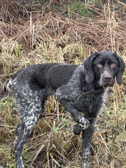 Курцхаар 1 жасар