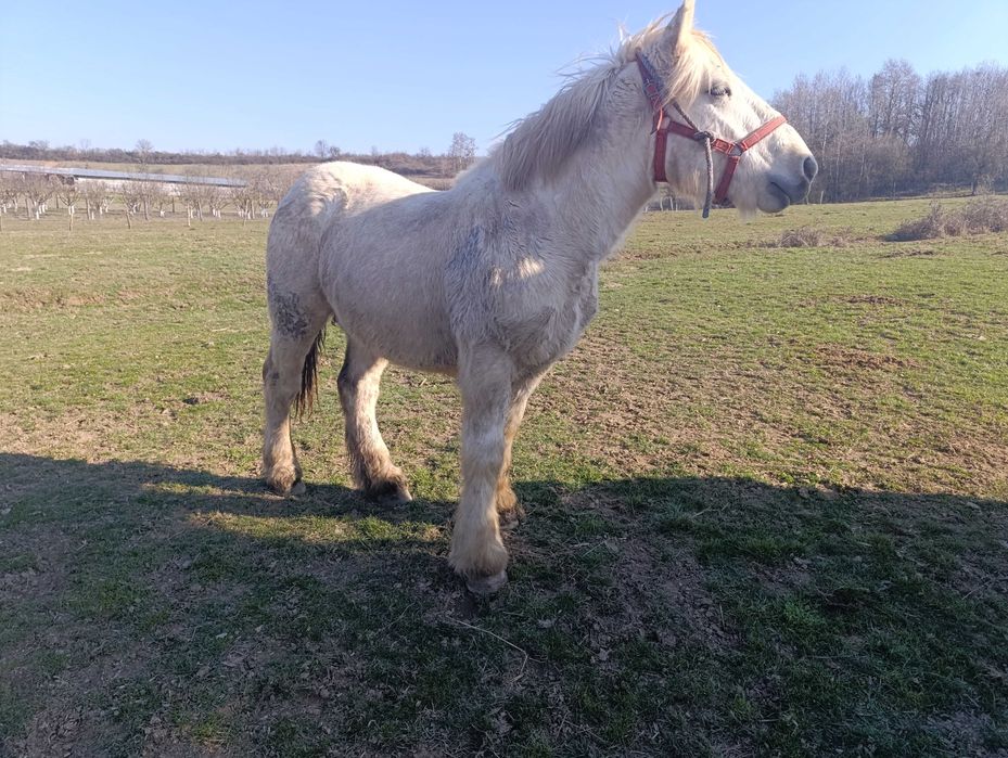 Vand manz 1 an si 8 luni