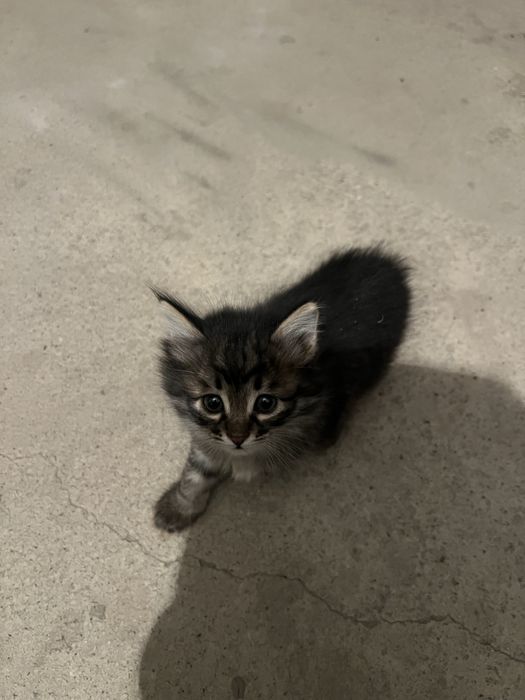 Котята продается