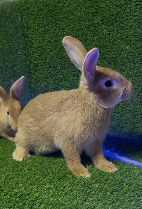 Burgund para quyon sotiladi 3 oylik