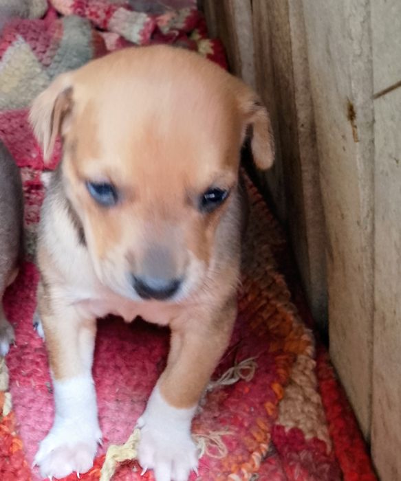 Подарявам кученца майка пинчер баща неизвестен