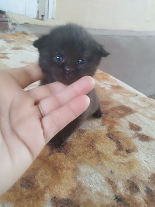 Kelishilgan naxrda beriladi