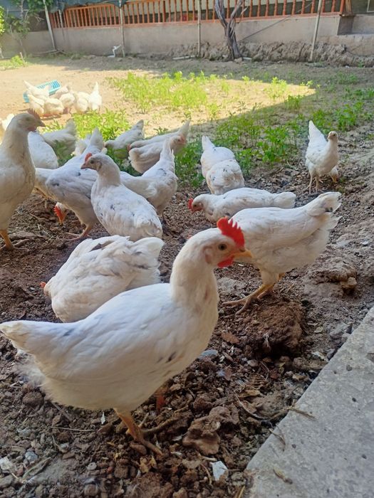 Жужа сотилади ...