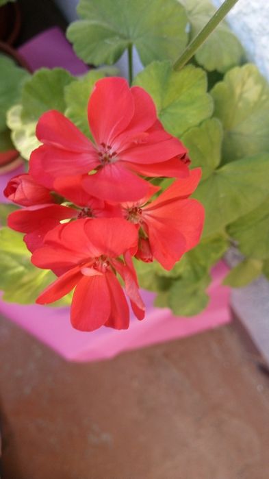 Герань комнатная