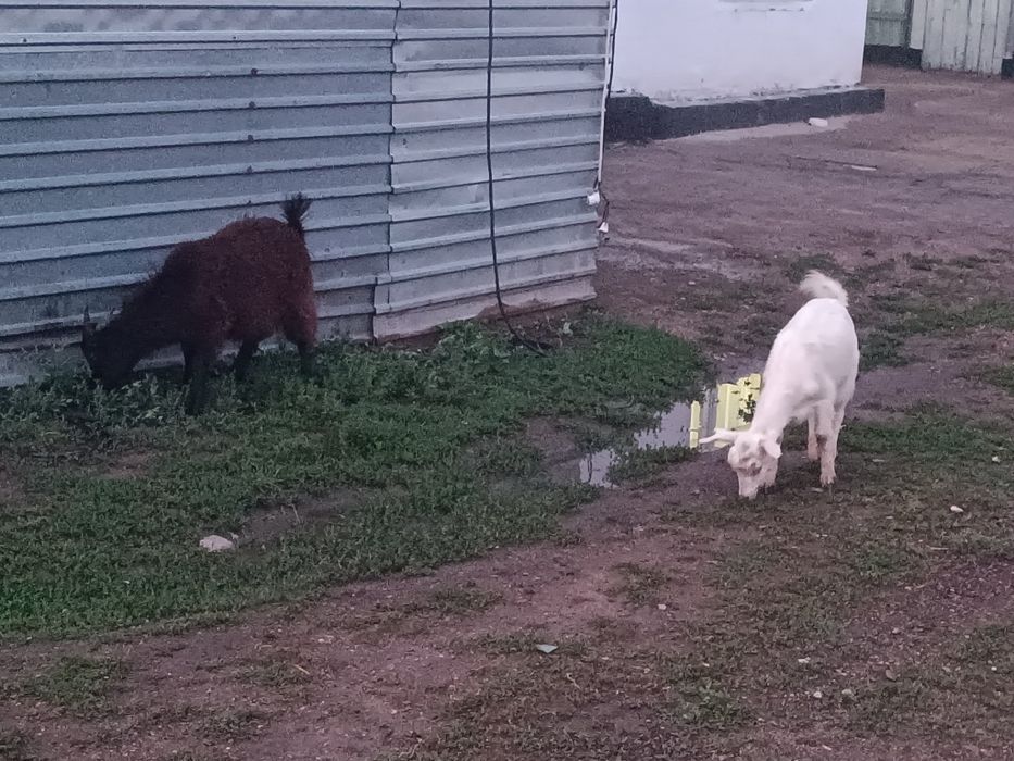 Продам козлять и козлов