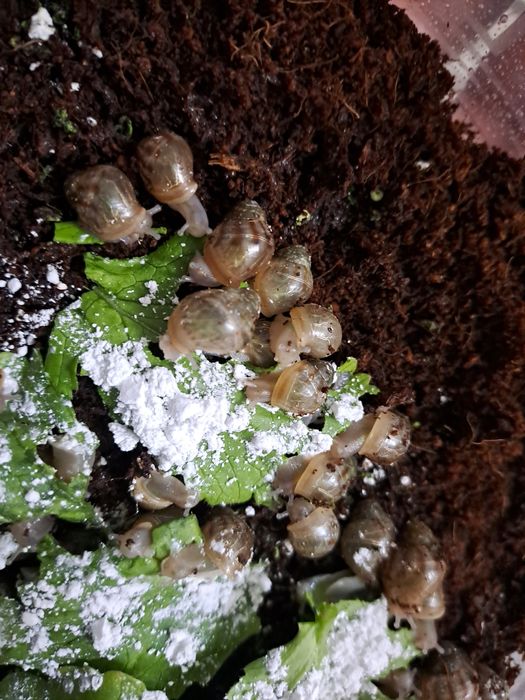 Ахатина пантерка болалари сотилади