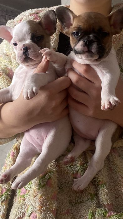 Щенки французкого бульдога