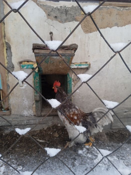 Продам карликовых петухов