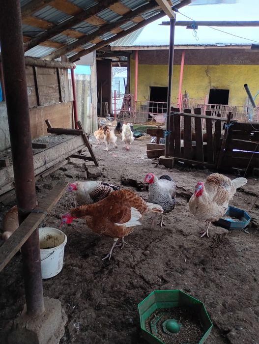 Vand Rate Leşeşti si Curcani