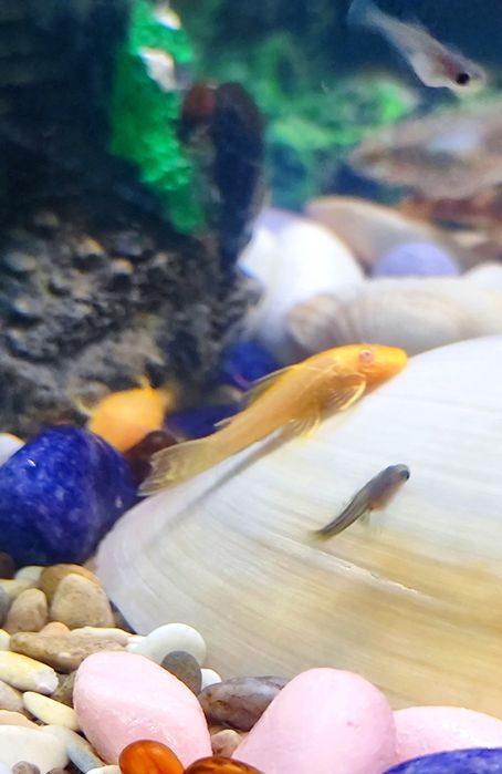 Мальки сомика анциструса (присоски)