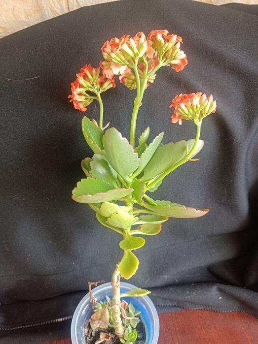 Продам цветущий каланхоэ