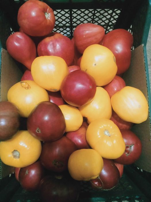 Продам огурцы, чеснок, кабачки, помидоры, тыквы