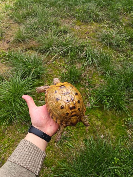 Toshbaqalar hamma razmeri bor Черепашки разные размер