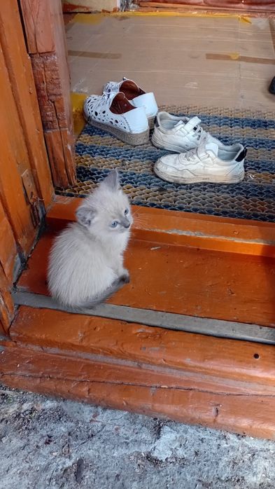Отдам  котят даром..кошечки и котики