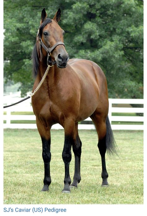 Иноходец Американец Жорға