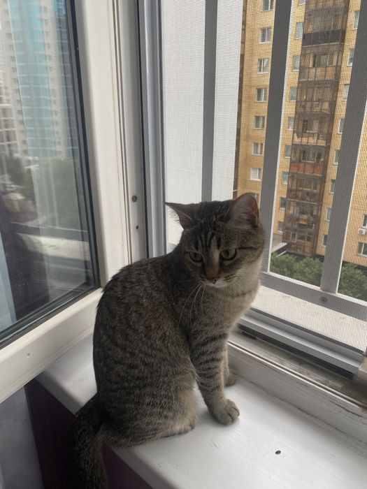 Отдаю кошку в добрые руки