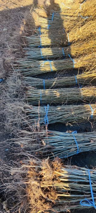 Puieți de fag carpen frasin Paltin plop salcie arin