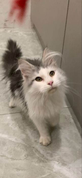 Мальчик мейнкун с родословной