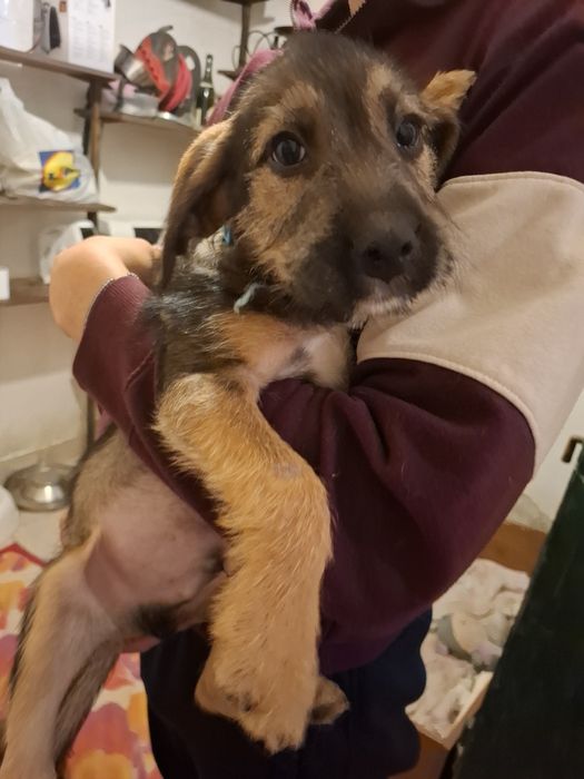 9 малки кученца търсейки си нов дом