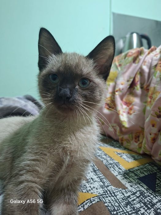 Отдам котенка в хорошие руки