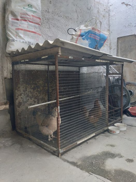 Tovuqlar sotiladi katagi bilan