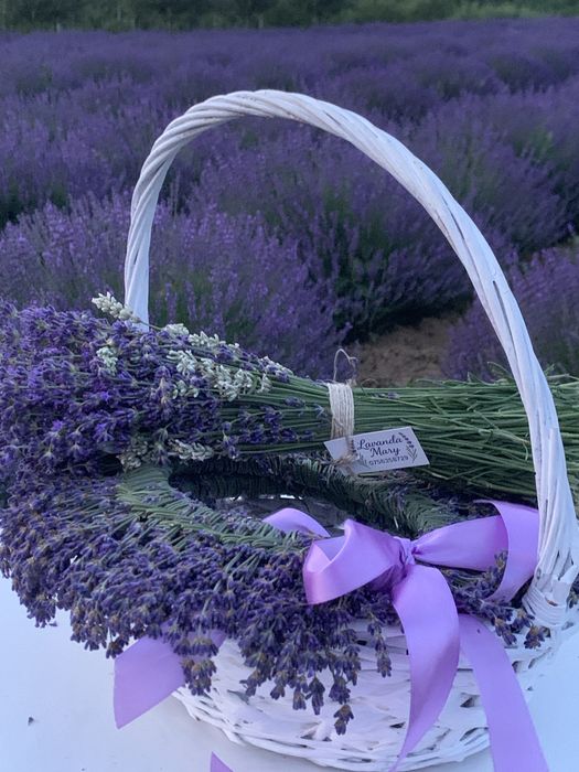 Super oferta Buchete Lavanda ( 5+1)
