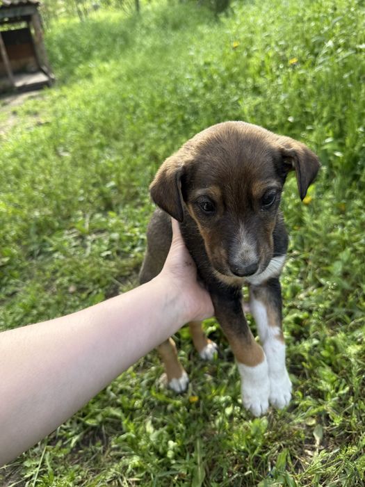 Щенки, дворняжки