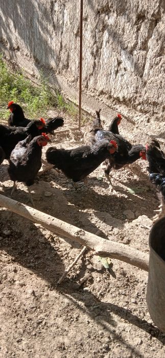 Gigant Qora Shahzoda Tovuqlari, Xo‘rozlari, Tuxumlari va 2 Oylik Jo‘ja