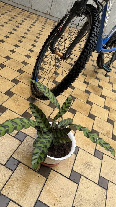 Калатея Лансифолия-Не просто растение, а живое искусство