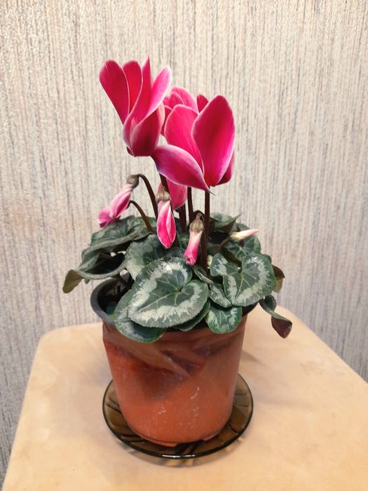 Продам Цикламен с крупными цветами