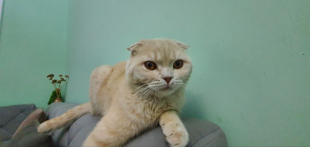 Scottish  fold мальчик