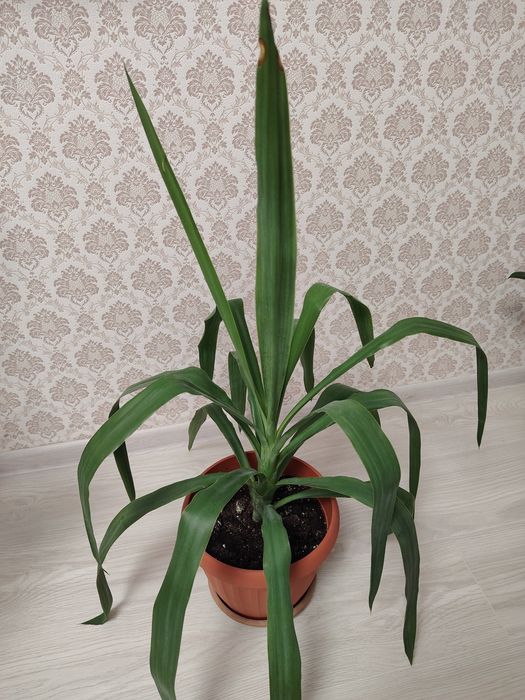 Продам цветок Юкка