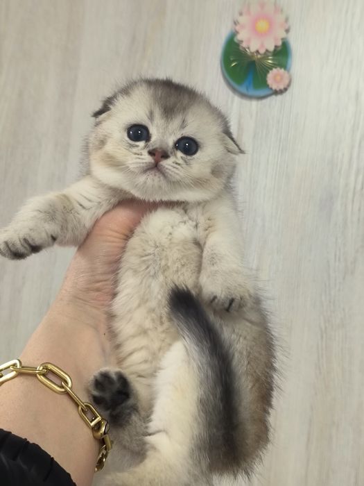 Котята от правильной вязки