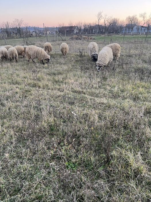 Berbeci tinerii si carlanii