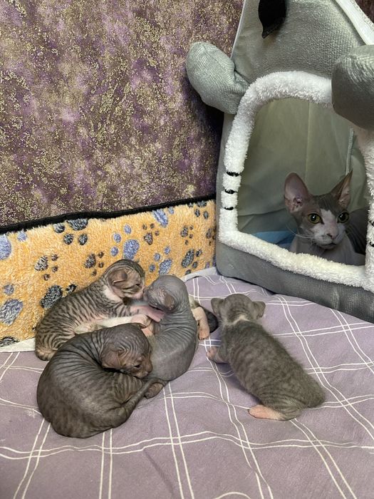 Котик донской сфинкс