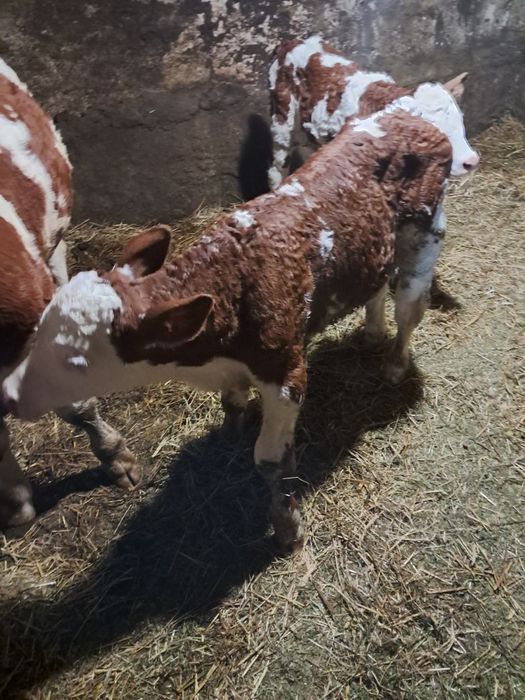 Viței de vânzarea