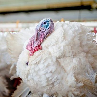 Индюшата Хайбрид Конвертер