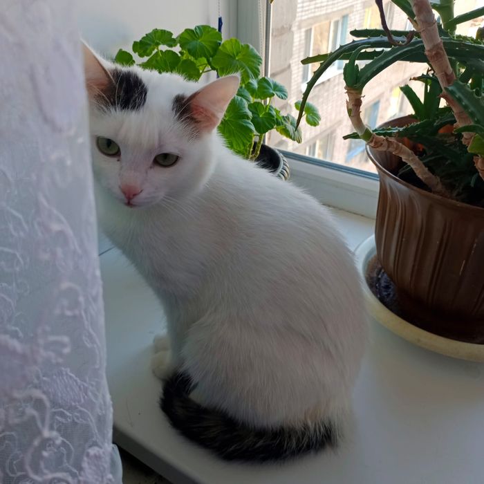 Отдам в добрые руки