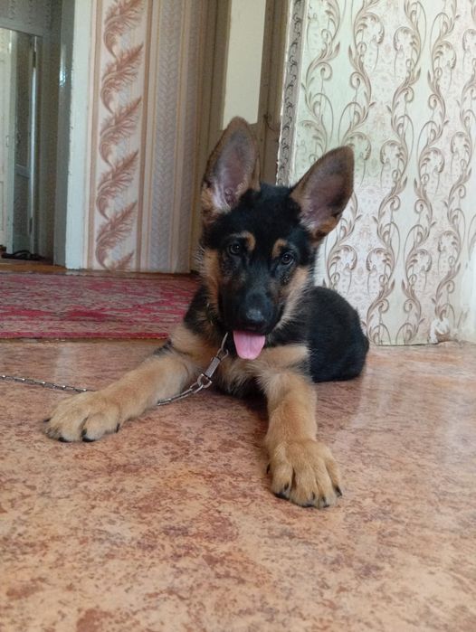 Щенки немецкой овчарки