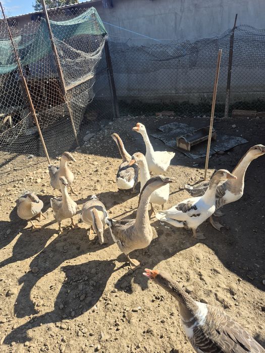 Gâște de vanzare