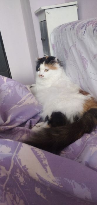 Животни/ шотландска